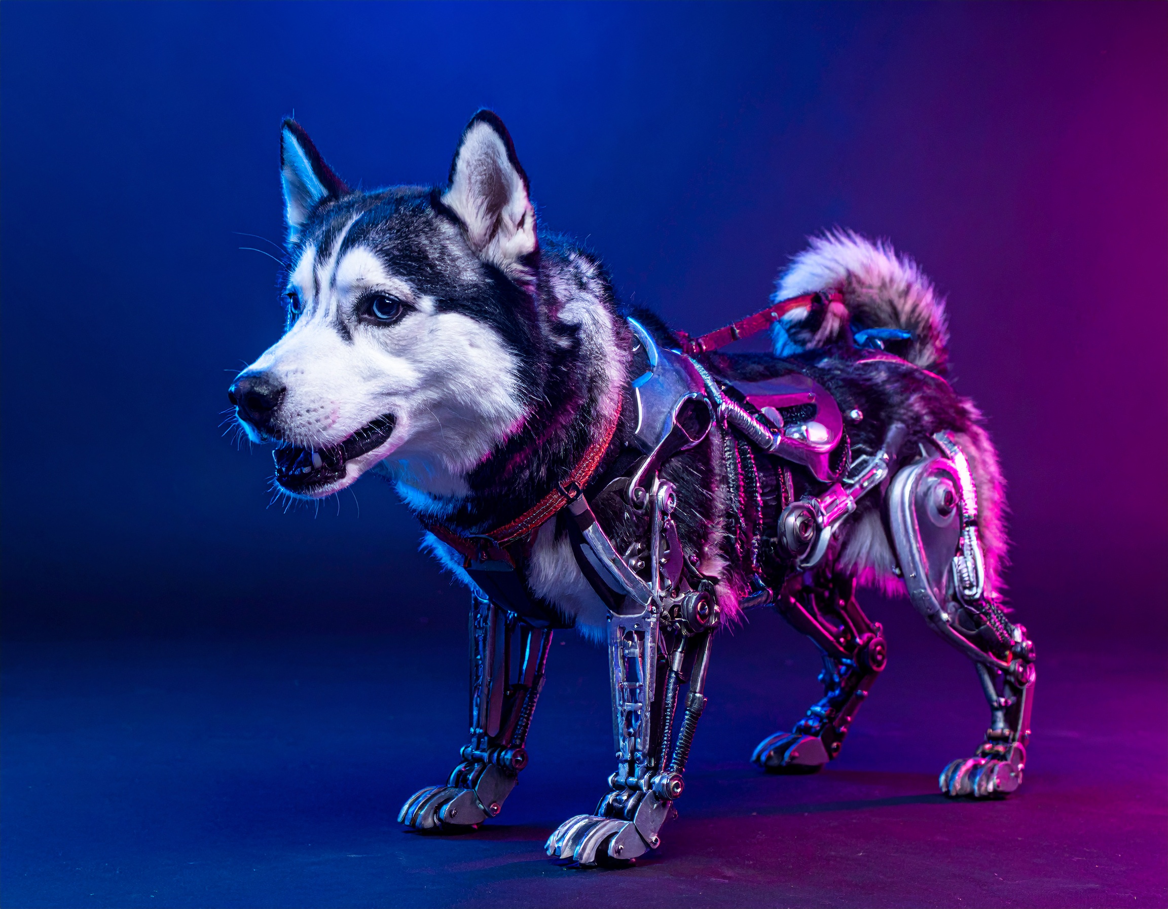 IronHusky